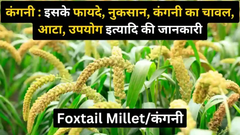 Foxtail Millet in Hindi-Foxtail Millet Benefits and Side Effects in Hindi