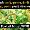 Foxtail Millet in Hindi-Foxtail Millet Benefits and Side Effects in Hindi