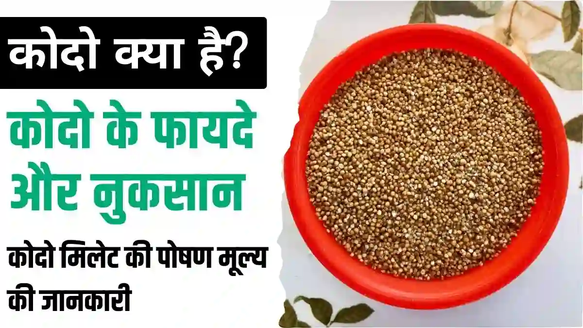 Kodo Millet in Hindi kodo millet ke fayde or nuksan