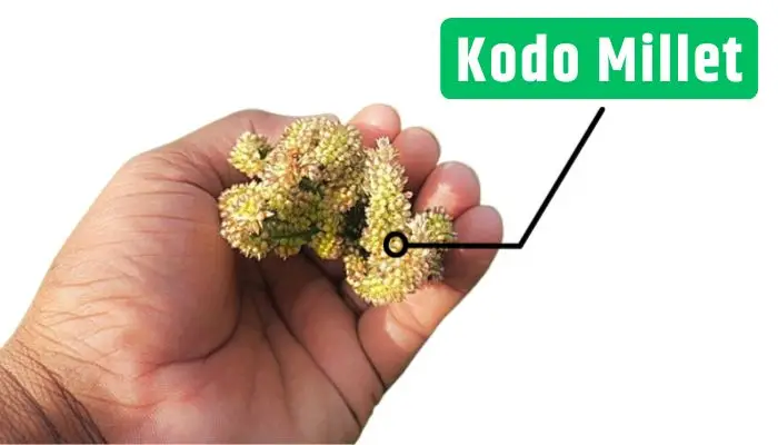 Image of kodo millet plant