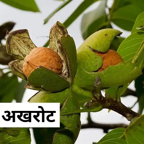 Walnut Benefits in Hindi