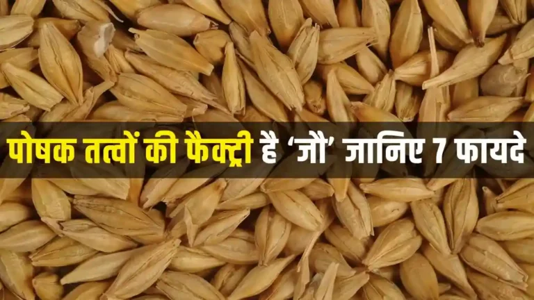 barley-is-a-powerhouse-of-nutrients-consume-it-for-these-7-health-benefits-in-hindi