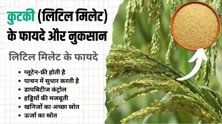 Little Millet in Hindi Benefits Little Millet Ke Fayde Aur Nuksan in Hindi