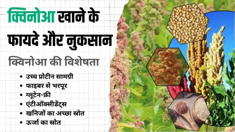 Quinoa in Hindi-क्विनोआ खाने के फायदे और नुकसान