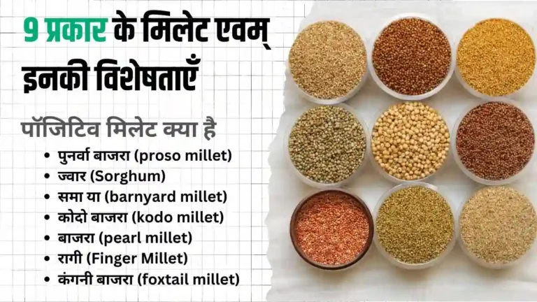 9 Types of Millets in Hindi जानिए Best Positive Millets in Hindi और Unpolished Millets in Hindi With Pictures