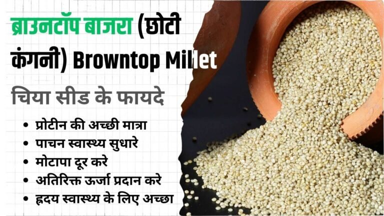 ब्राउनटॉप बाजरा इन हिंदी Browntop Millet in Hindi Name, Browntop Millet in Hindi Uses, Recepies & Price